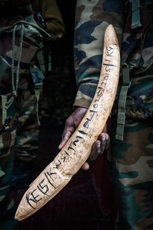 A KWS ranger holds a tusk as it gets put into the inventory.
